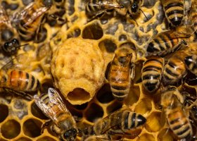 Matečník na plástu – Jay Ondreicka / Shutterstock