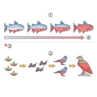 Bioakumulace a biomagnifikace: (1) ryby, (2) potravní řetězec, (3) kontaminant, (4) čas – CoJeCo.cz / VectorMine / Shutterstock
