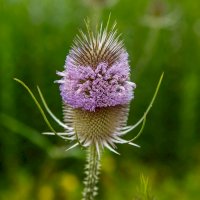 Štětka setá (Dipsacus sativus) – Flower_Garden / Shutterstock