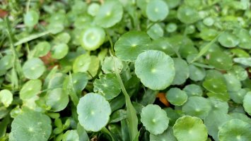 Pupečník obecný (Hydrocotyle vulgaris) – KanchanaRH / Shutterstock