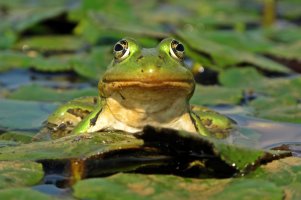 Skokan zelený (Pelophylax esculentus) – Zsolyomi / Shutterstock