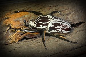 Goliáš obrovský (Golithus goliatus) – Petr Muckstein / Shutterstock