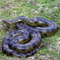Svinutá anakonda velká (Eunectes murinus) – slowmotiongli / Shutterstock