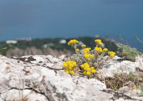 Tařice skalní (Aurinia saxatilis) – HGalina / Shutterstock