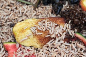 Larvy bráněnek (Hermetia illucens) se živí odumřelou hmotou – Tomasz Klejdysz / Shutterstock