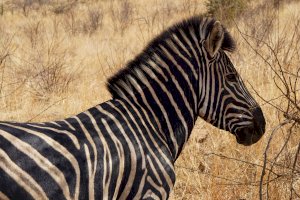 Zebra – Zoë Reeve / Unsplash