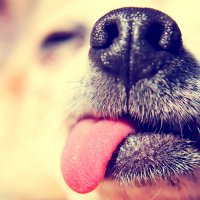 Chemoreceptory psa, čenich a jazyk – Annette Shaff / Shutterstock