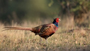 Bažant obecný (Phasianus colchicus) – Monika Surzin / Shutterstock