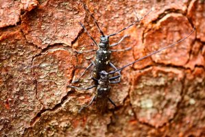 Kozlíček hvozdník (Monochamus sartor) – igabriela / Depositphotos