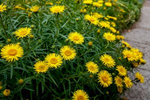 Oman mečolistý (Inula ensifolia) – Flower_Garden / Shutterstock