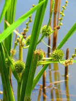 Zevar vzpřímený (Sparganium erectum) – Przemyslaw Muszynski / Shutterstock