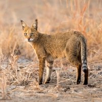 Rysec bažinný (Felis chaus) – Andrew M. Allport / Shutterstock