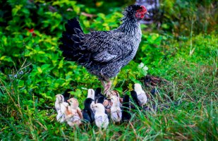 Kvočna s kuřaty – K Kannan / Unsplash