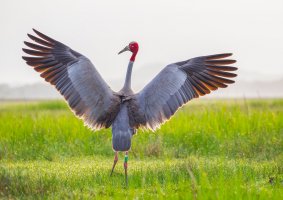 Jeřáb Antigonin (Grus antigone), Thajsko – kajornyot wildlife photography / Shutterstock
