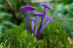 Lakovka ametystová (Laccaria amethystina) – godi photo / Shutterstock