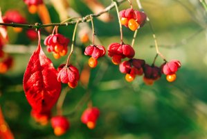 Brslen bradavičnatý (Euonymus verrucosus), plody s oranžově zbarveným míškem – savitskaya iryna / Shutterstock