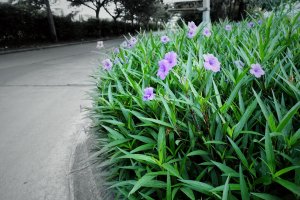 Kvetoucí ruélie (Ruellia simplex) – joyotejo / Shutterstock