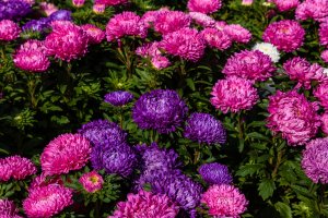 Astra čínská (Callistephus chinensis) – Flower_Garden / Shutterstock