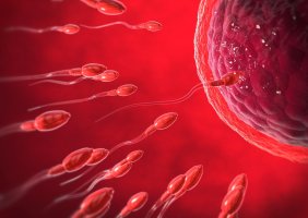 Oplození, splynutí vajíčka a spermie, 3D ilustrace – Christoph Burgstedt / Shutterstock