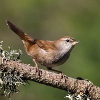 Cetie jižní (Cettia cetti) – Taniaaraujo / Shutterstock
