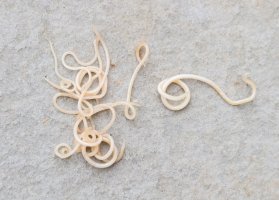 Škrkavka psí (Toxocara canis) – MRAORAOR / Shutterstock