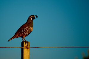 Křepel kalifornský (Callipepla californica) – Natalia Marshall / Shutterstock