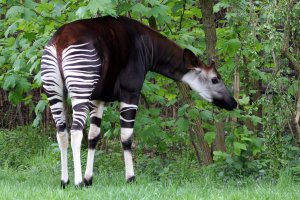 Okapi pruhovaná (Okapia johnstoni) – MarclSchauer / Shutterstock
