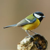 Sýkora koňadra (Parus major) – ArCaLu / Shutterstock