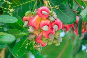 Ledvinovník západní neboli kešu (Anacardium occidentale) – thanin kliangsa-ard / Shutterstock