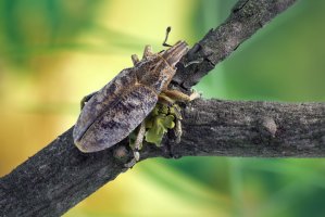 Rýhonosec skvrnitý (Cyphocleonus dealbatus) – Anatolich / Shutterstock