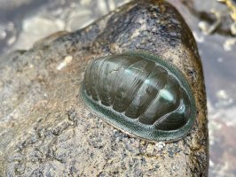 Paplž chroustnatka (Chiton olivaceus) z podkmene paplžů – haireena / Shutterstock