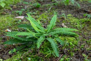 Kapradina žebrovice různolistá (Blechnum spicant) – Ihor Hvozdetskyi / Shutterstock