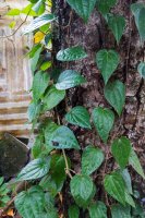 Pepřovník betelový (Piper betle) – cikita oktarina / Shutterstock