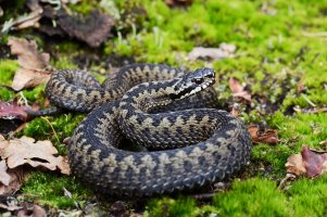 Zmije obecná (Vipera berus) – Holm94 / Shutterstock