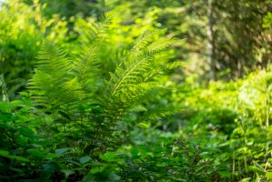 Kapraď samec (Dryopteris filix-mas) – Ihor Hvozdetskyi / Shutterstock
