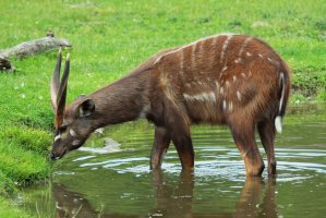 Antilopa bahenní (Tragelaphus spekii) – Michal Sloviak / Shutterstock