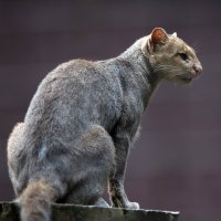 Jaguarundi (Felis yagouaroundi) – Vladimir Wrangel / Shutterstock