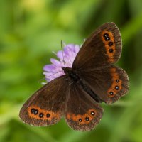 Okáč černohnědý (Erebia ligea) sedící na květu – Agami Photo Agency / Shutterstock