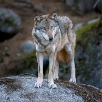 Vlk obecný (Canis lupus) – Martin Prochazkacz / Shutterstock