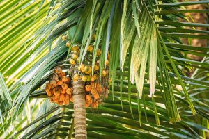 Areka obecná (Areca catechu), Goa, Indie – Grisha Bruev / Shutterstock