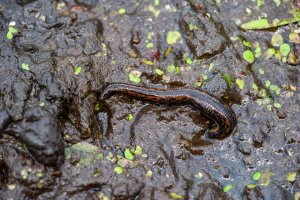 Pijavka lékařská (Hirudo medicinalis) – nechaevkon / Shutterstock