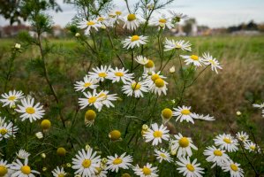 Rmen rolní (Anthemis arvensis) – Menno van der Haven / Shutterstock