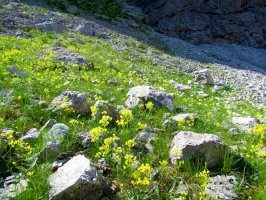 Dvojštítek hladkoplodý (Biscutella laevigata) – kato08 / Shutterstock