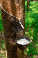 Latexové mléko vytékající z kmene kaučukovníku (Hevea brasiliensis) – Arazdurdyev Konstantin / Shutterstock