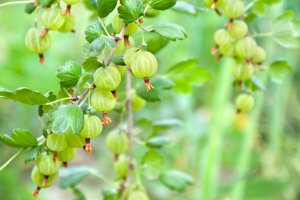 Srstka angrešt (Ribes uva-crispa), větvička s plody – Anastasiia Malinich / Shutterstock