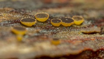 Hovník listomilný (Ascobolus foliicola) – thatmacroguy / Shutterstock