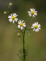 Heřmánek pravý (Matricaria chamomilla / Matricaria recutita) – Luka Hercigonja / Shutterstock