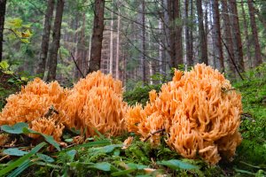 Kuřátka zlatá (Ramaria aurea) – Andrew Mayovskyy / Shutterstock