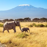 Kilimandžáro – kavram / Shutterstock