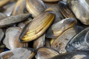 Perlorodka říční (Margaritifera margaritifera) – Irfan M Nur / Shutterstock